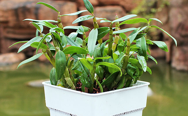 山葛老品牌logo與食品包裝設(shè)計欣賞(圖2)